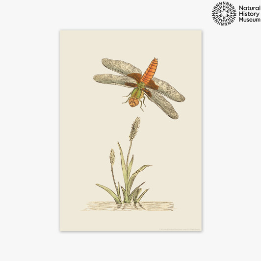 British Dragonfly and Reeds Unframed Print