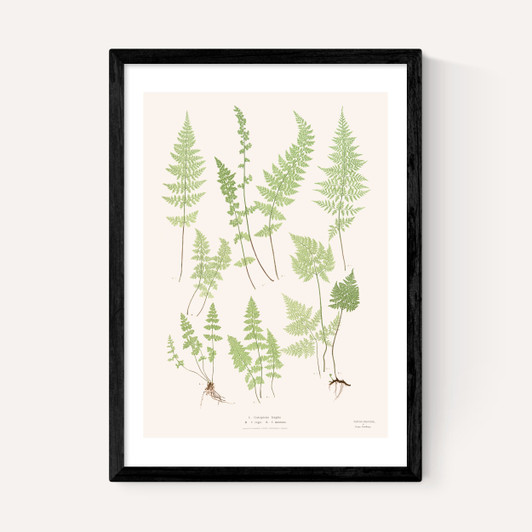 Ferns by Aster