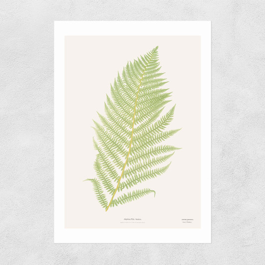 Ferns 2