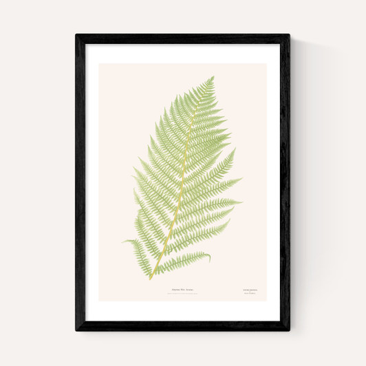 Ferns 2