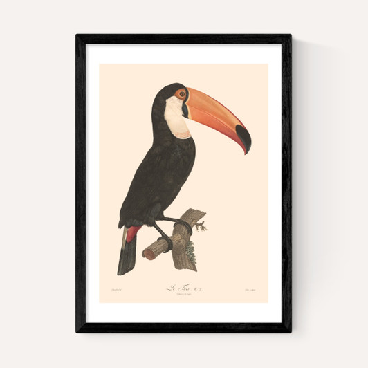 Toucan by Aster