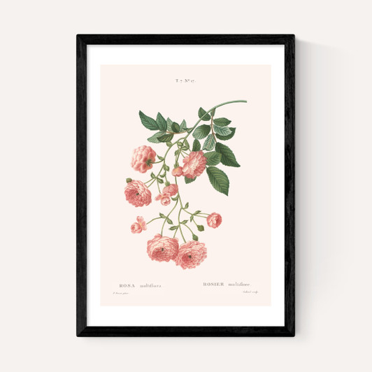 Rosier by Aster