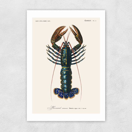 Homard