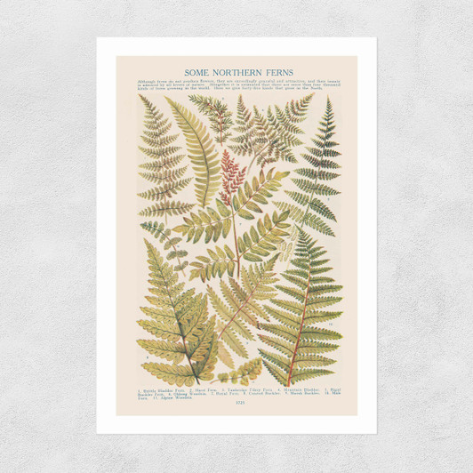 Some Nothern Ferns Unframed Print