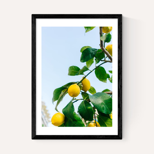 Amalfi Coast Lemons