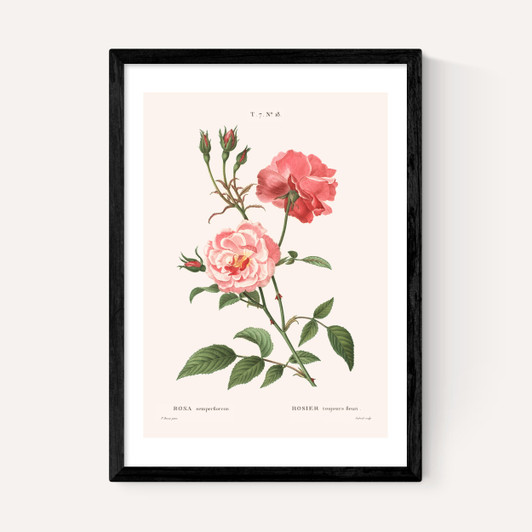 Rosa Semperflorens