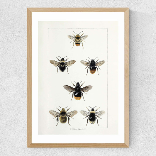 British Bee Medium Oak Frame