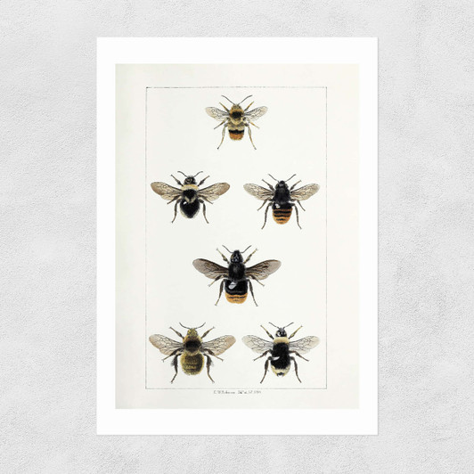 British Bee Unframed Print