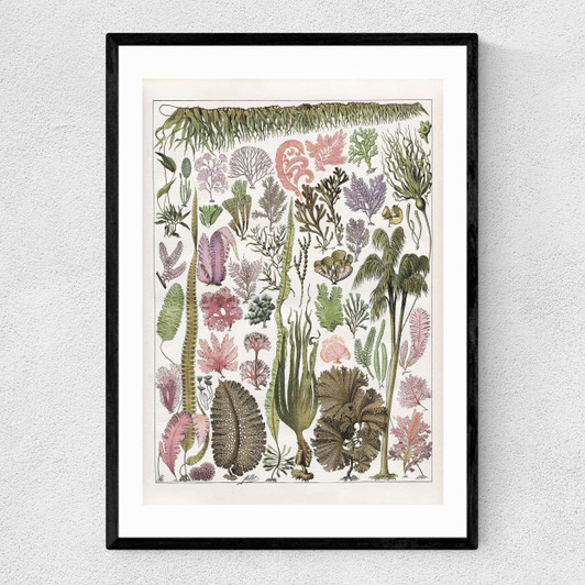 Seaweed - Pink Narrow Black Frame