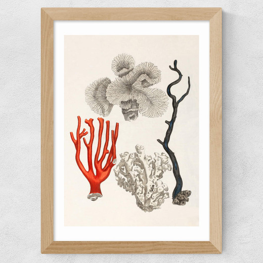 Coral by Capricorn Press Wide Oak Frame