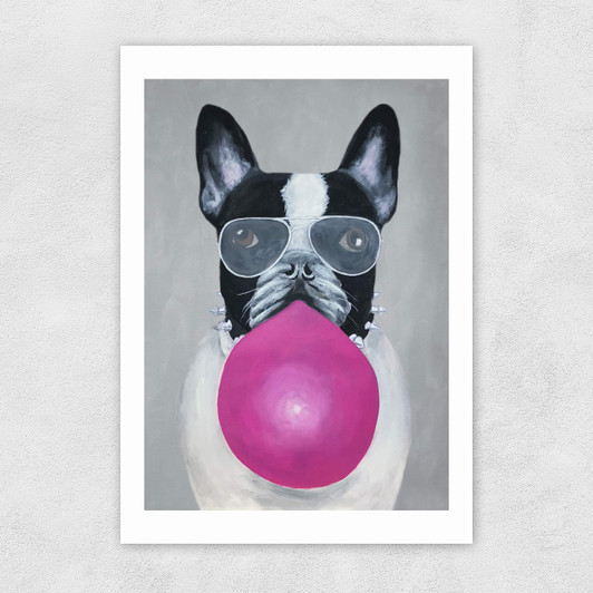 French Bulldog With Bubblegum