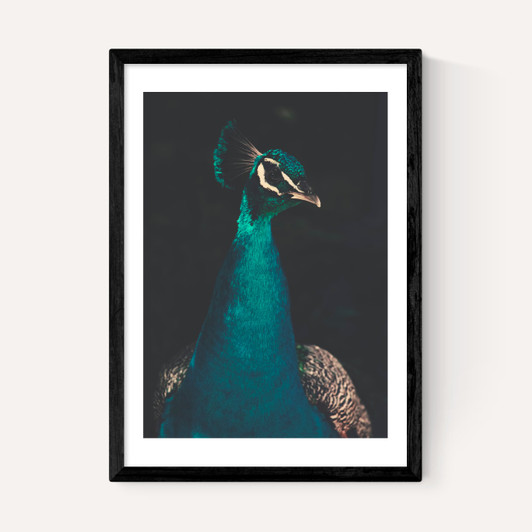 Peacock and Proud