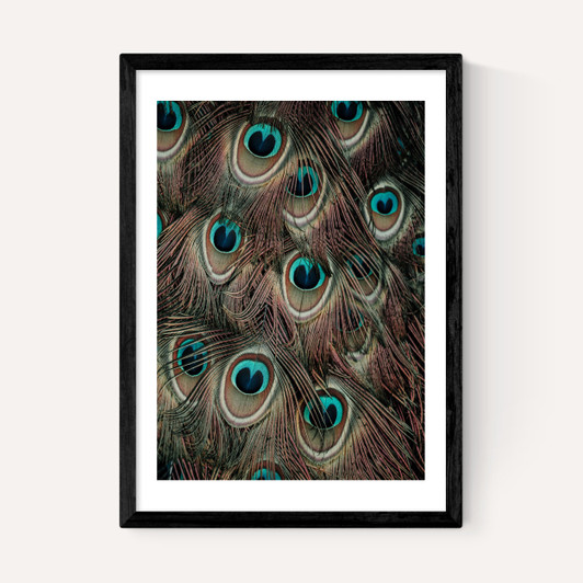 Peacock Feathers