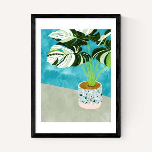 Variegated Monstera