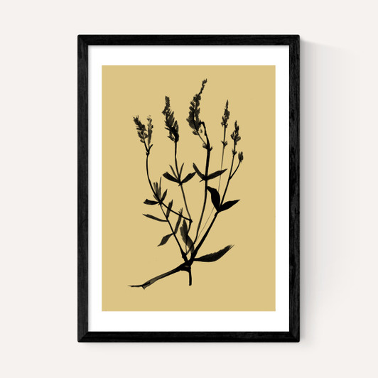 Mono Botanical 7