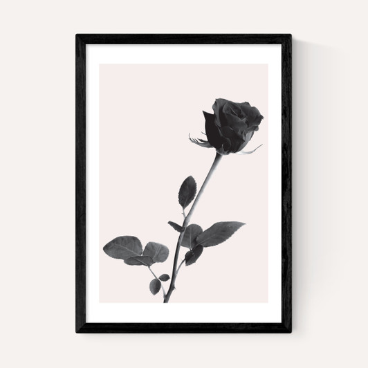 One Rose