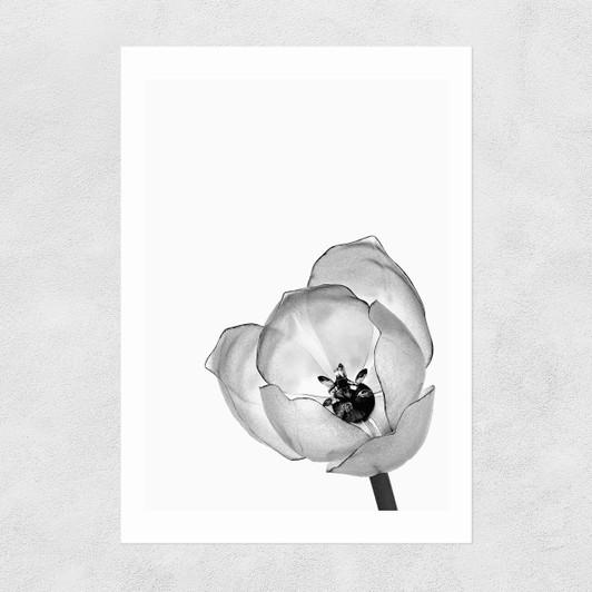 Delicate Poppy Unframed Print