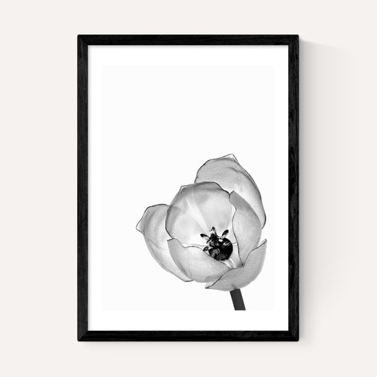 Delicate Poppy