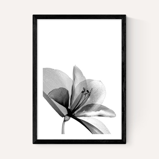 Amaryllis