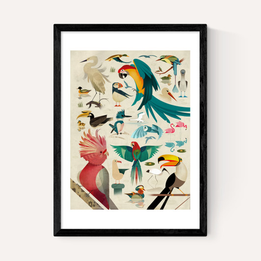 Birds by Dieter Braun