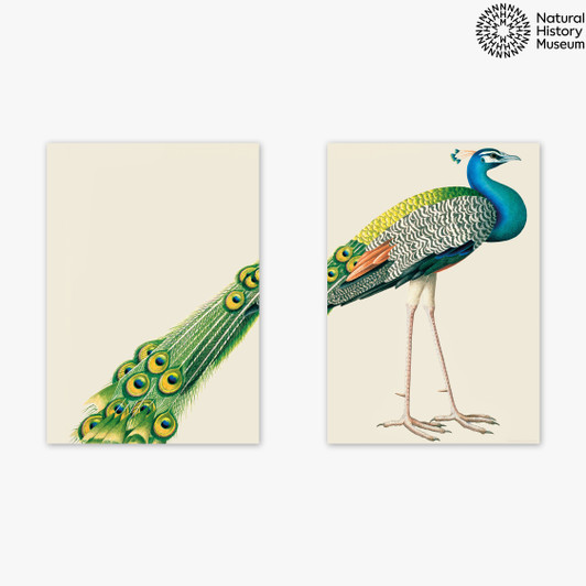 Peacock Diptych