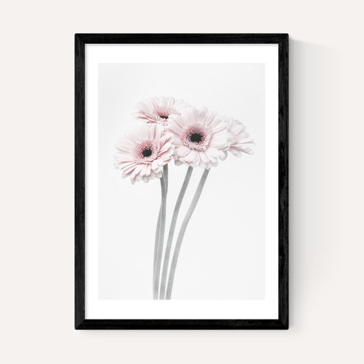 Gerbera Daisy (Pink)