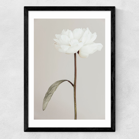White Peony II Medium Black Frame