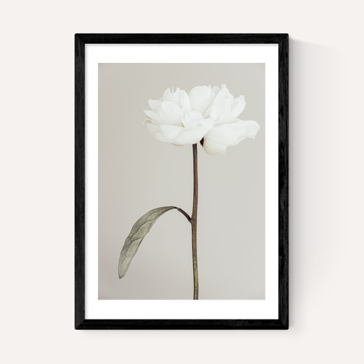 White Peony II