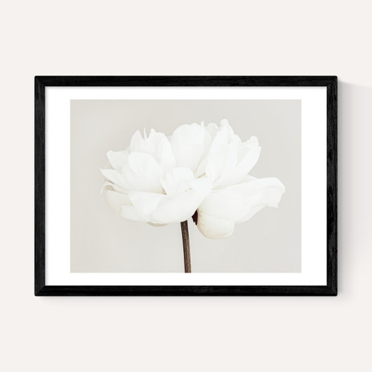 White Bloom Serenity