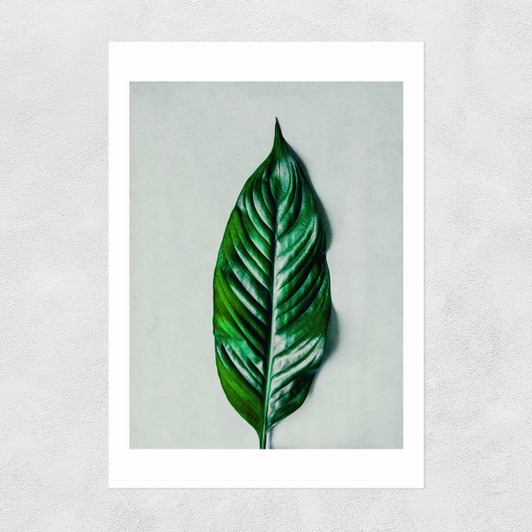 Green Leaf Unframed Print