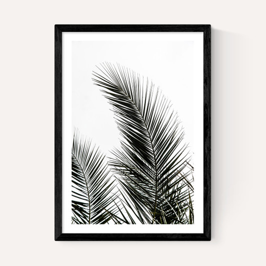Palm Leaves 1