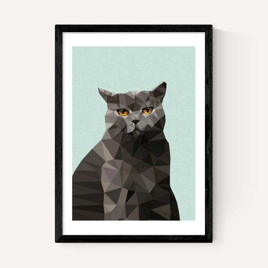 Cat British Blue