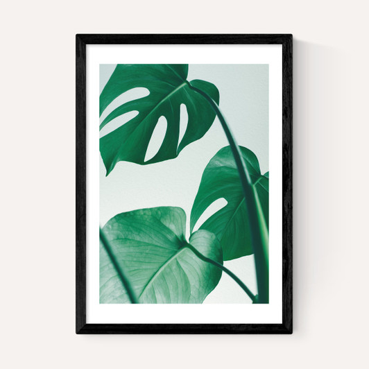 Monstera by Rafael Farias