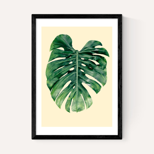 Monstera Leaf by Rafael Farias