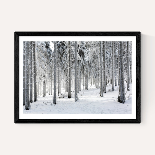 Winter Trees 2