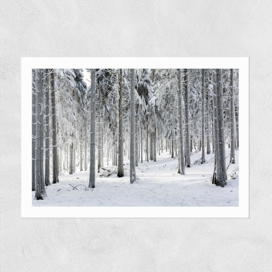 Winter Trees 2