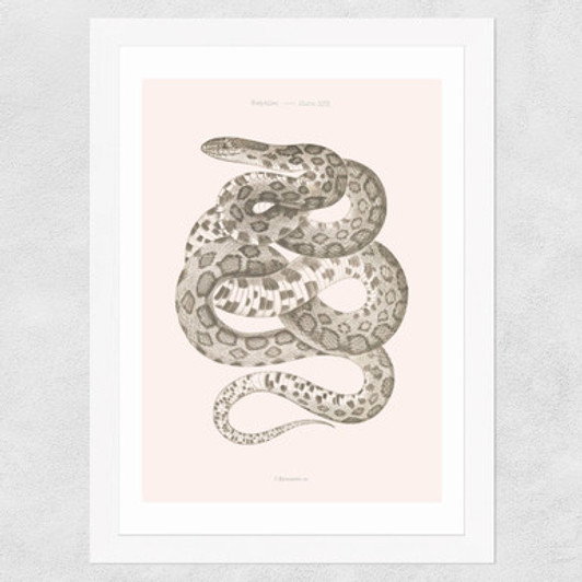 Reptiles Plate XXII by Aster Wide White Frame