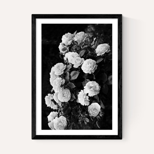 Rose Bush