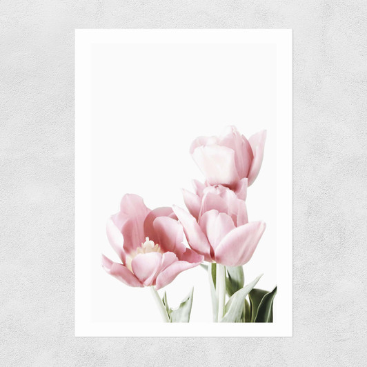 Tulips Unframed Print