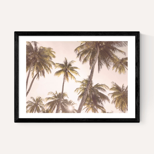 Palm Trees