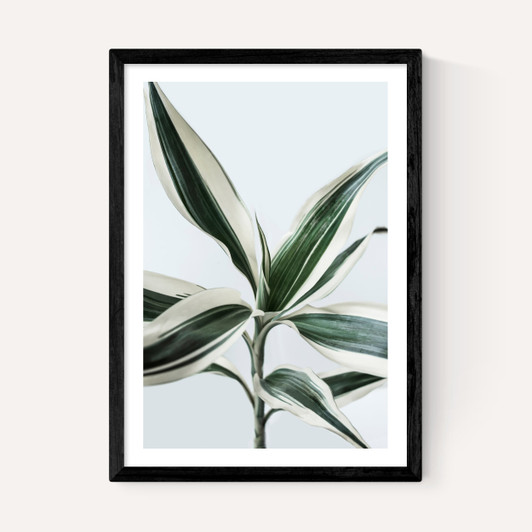 Foliage 1