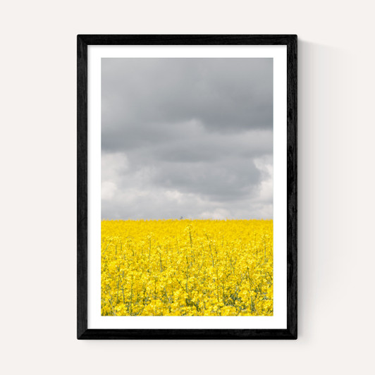 Grey and Yellow Fields
