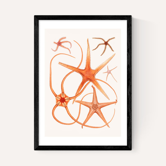 Vintage Starfish 2