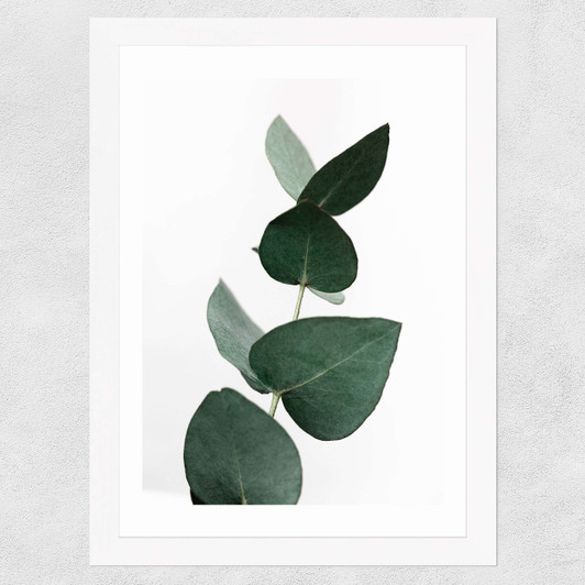 Eucalyptus 4 Wide White Frame