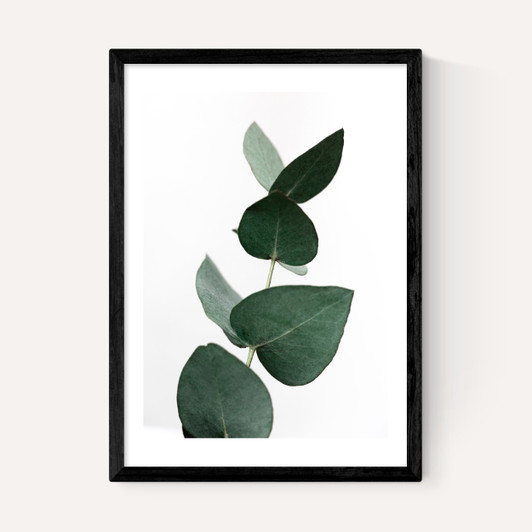 Eucalyptus 4