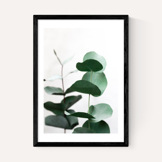 Eucalyptus 5