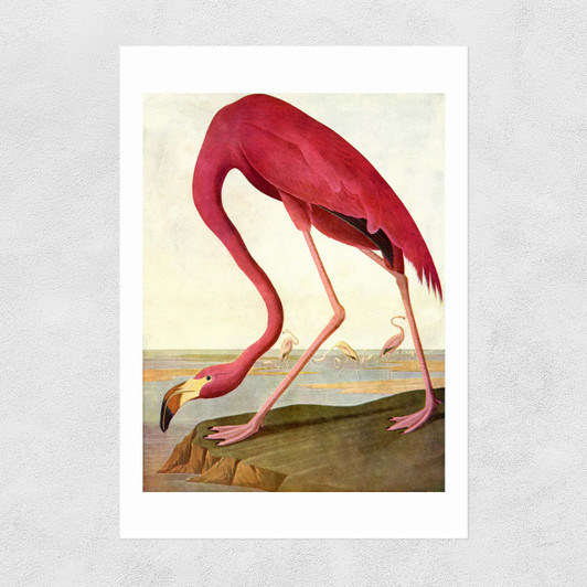 Greater Flamingo by John James Audubon Unframed Print