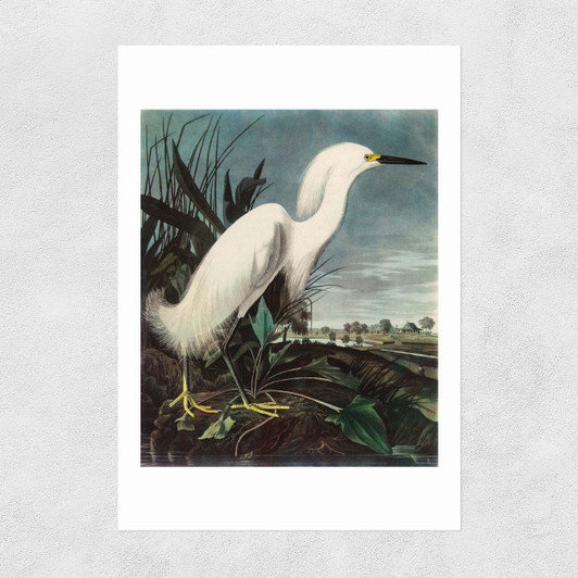 Snowy Egret by John James Audubon Unframed Print