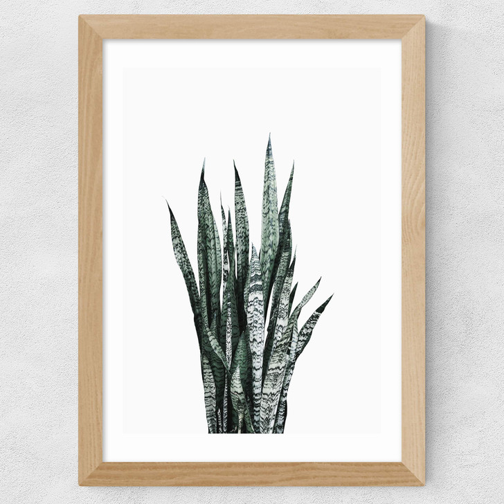 Succulent Set 1 Wide Oak Frame Succulent Set 1 Wide Oak Frame