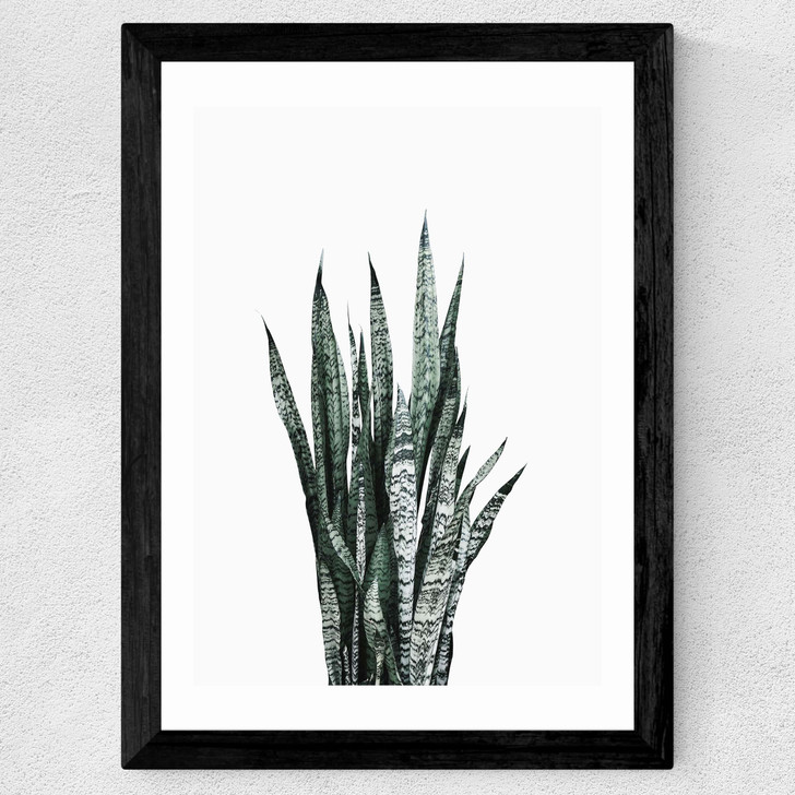 Succulent Set 1 Wide Black Frame